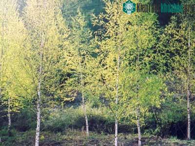 Cây bạch dương (Betula platyphylla)