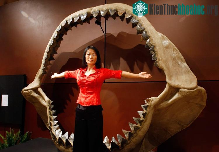 Bộ nhá vô đối của Megalodon.