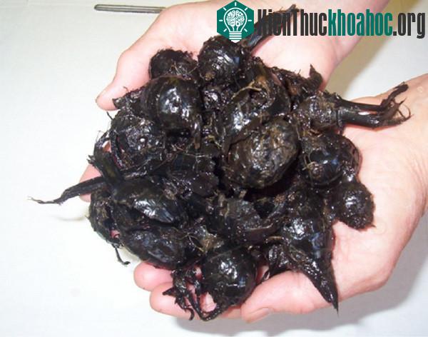 Những củ khoai tây được tìm thấy trong vườn.