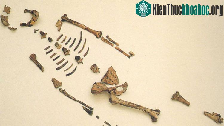 Những phần còn lại của Lucy.