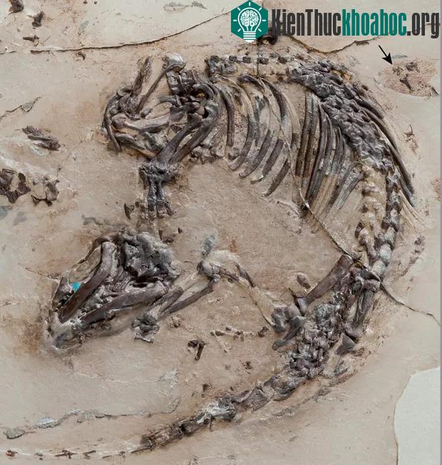 Bộ xương hóa thạch 125 triệu năm của loài Spinolestes. (Ảnh: Georg Oleschinski).