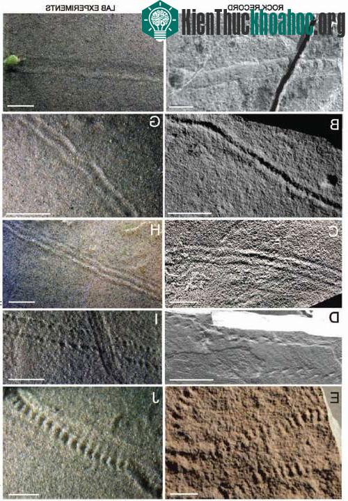 Hóa thạch này tạo nên bởi một con trilobite. Loài trilobite di chuyển từ phải sang trái và để lại dấu vết sau khi đi qua một vùng đất. (Ảnh: Stefano Novello).