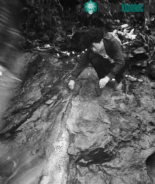 Các nhà khoa học cho biết đây không phải hóa thạch rồng đen. (Ảnh: SCMP).