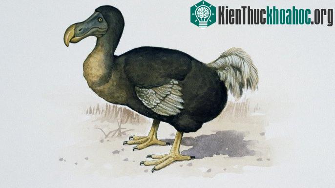 Thực chất, chim Dodo khá thông minh.
