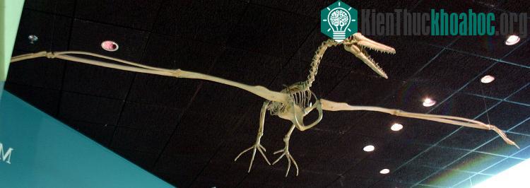 Mẫu vật của loài chim pelagornithid. (Nguồn: Wikipedia Commons).