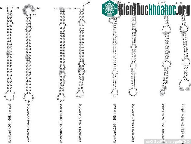 MicroARN là các chuỗi phân tử nucleotide ngắn, không mã hóa.