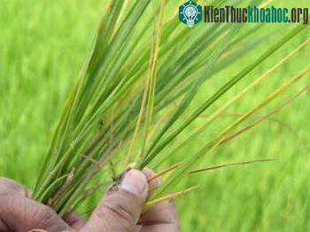 Một mẫu lúa bệnh vàng lùn