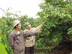 Cây cà phê bị ấu trùng ve sầu phá hoại đã bắt đầu vàng lá