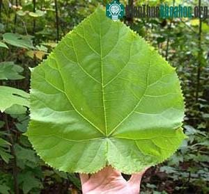 Lá Paulownia (Ảnh: duke.edu)