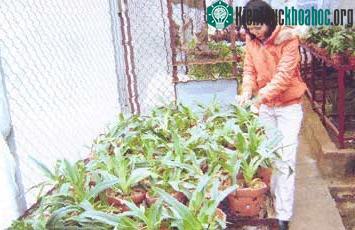 Thụ phấn cho Hài Tam Đảo