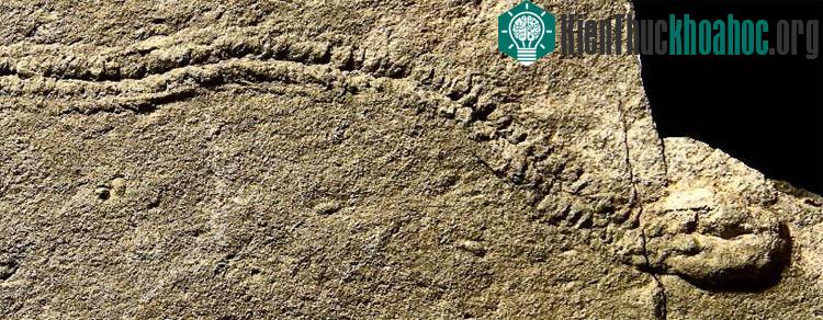 Các hóa thạch của những loài vi khuẩn trong kỷ Ediacaran (trái) và vết tích được tái tạo lại từ thí nghiệm trong phòng thí nghiệm của các nhà khoa học (phải). (Ảnh: SEPM).