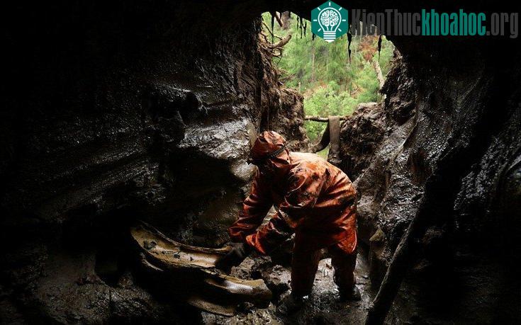 Những tay săn trộm bỏ ra hàng tháng trời cắm trại tại những nơi băng giá với hy vọng làm giàu từ hóa thạch voi ma mút. L