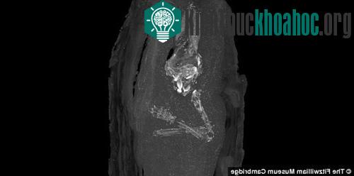 Hình ảnh chụp cho thấy bên trong quan tài có một xác ướp nhỏ, tay khoanh trước ngực.