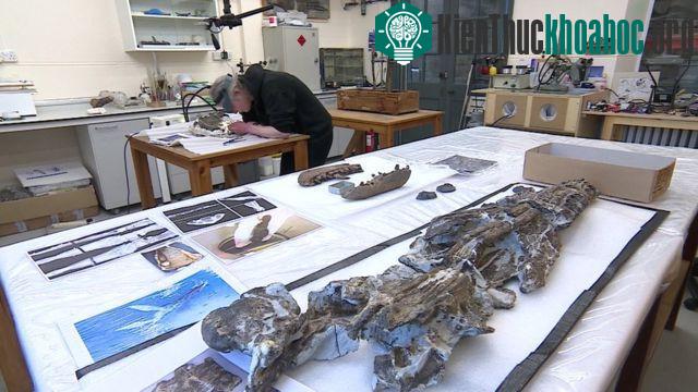 Chuyên viên bảo quản Juliet Hay cẩn thận làm việc với phần hộp sọ của Plesiosaur. (Ảnh: BBC).