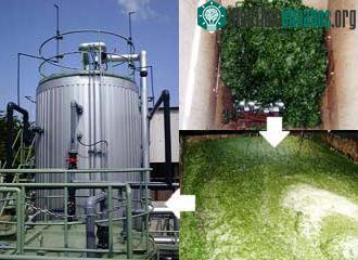 Tảo biển năng lượng của tương lai ảnh 3