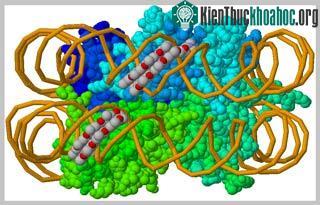 Glucocorticoid