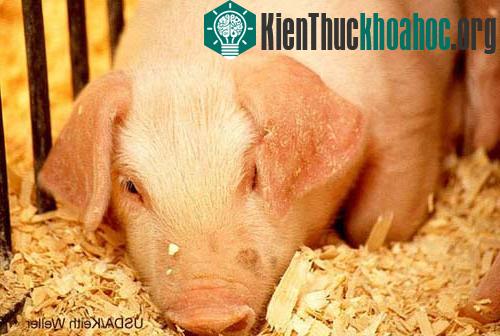 Những đột phá sinh học ấn tượng ảnh 3
