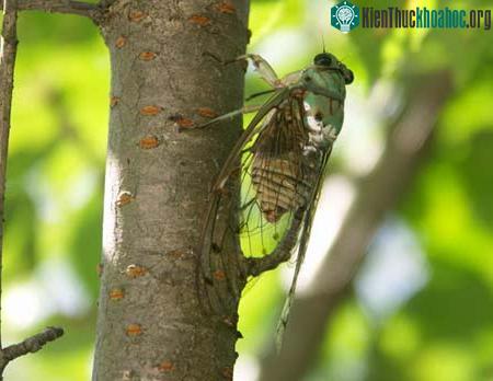 Ve sầu Oncotympana maculaticollis