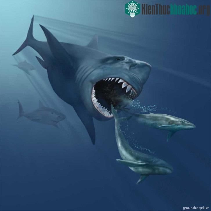 Megalodon lại chỉ ăn cá voi lùn và không thể chuyển sang con mồi khác.