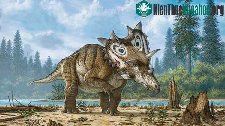 Loài Spiclypeus shipporum trên đầu chúng có một bộ sừng nâu chĩa về hai bên và trên giáp cổ.