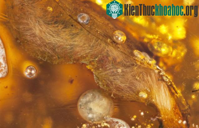 Nhìn tổng thể, bộ lông của loài chim hóa thạch nói chung có nhiều nét tương đồng so với thế hệ chim thời đại ngày nay.