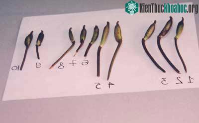 Quả Hài Hằng và Hài Tam Đảo được thu hái để tách lấy hạt