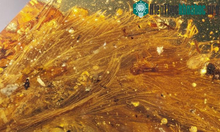 Các đốt sống không liền thành hình que hay tạo thành xương lưỡi cày như ở loài chim hiện đại và những họ hàng gần nhất.
