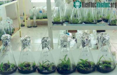 Cây con sinh trưởng trong ống nghiệm