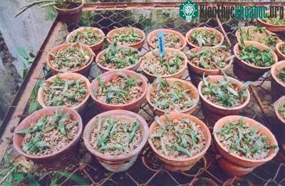 Cây con được đưa từ ống nghiệm ra vườn ươm