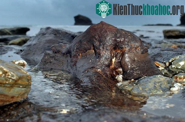 Một thân cây thuộc khu rừng nổi lên khỏi mặt nước. (Ảnh: SWNS).