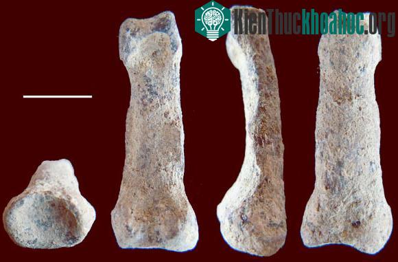 Cận cảnh hóa thạch xương đốt ngón tay OH 68. (Ảnh Sci-news)