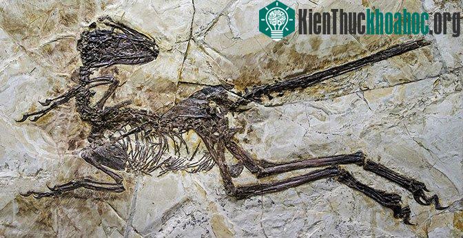 Hóa thạch khủng long này hầu như còn đầy đủ