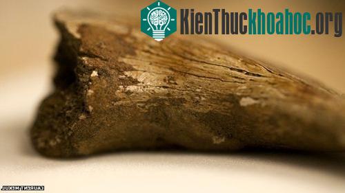 Cấu trúc tế bào máu được tìm thấy trong móng hóa thạch của loài khủng long theropod, niên đại 75 triệu năm. (Ảnh: BBC)