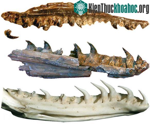 Một số hóa thạch bộ hàm của rắn có niên đại 167 triệu năm. (Ảnh: Michael Caldwell)