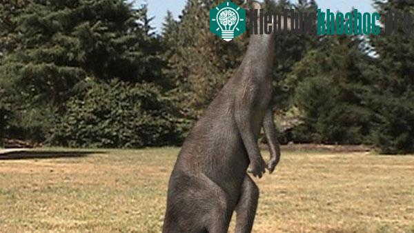 Loài chuột túi đã tuyệt chủng&nbsp;giant wallaby
