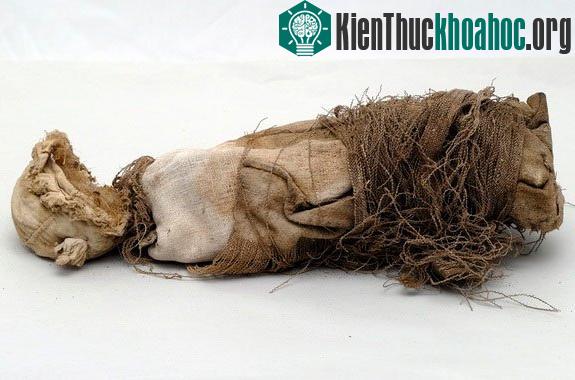 Khảo cổ hài cốt bào thai phát hiện ra cách phá thai thời Trung Cổ