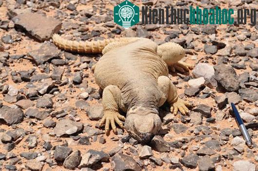 Thằn lằn thuộc loại đuôi gai tên là Uromastyx aegyptia. (Ảnh: livescience.com)
