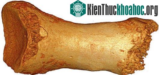 Xương ngón chân tiết lộ giao phối cận huyết ở người Neanderthal. (Ảnh:&nbsp;mpg.de)