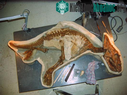 Hóa thạch của khủng long con Chasmosaurus belli. (Ảnh: news.nationalpost.com)