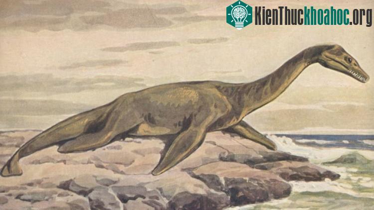 Loài plesiosaurs. (Ảnh: Wikicommons).