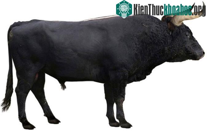 Một phiên bản tái hiện bò rừng Auroch dựa trên bộ xương tìm thấy tại Đức. Lưu ý các sọc trắng đặc trưng dọc theo xương sống là một đặc trưng của loài này. (Ảnh: Jaap Rouwenhorst/Creative Commons).