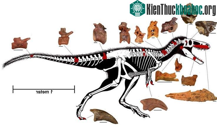 Cấu tạo xương của loài khủng long Timurlengia.