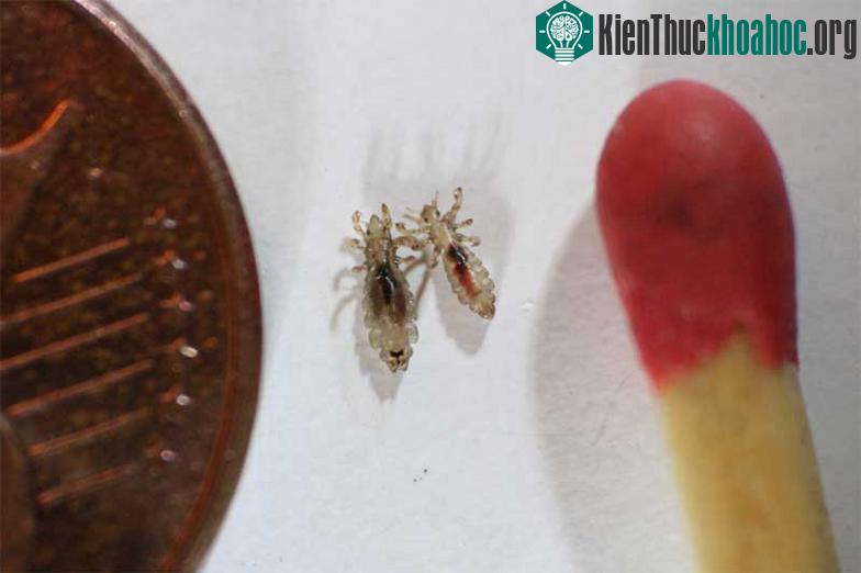 Qua nghiên cứu về sự tiến hóa của loài rận, các nhà khoa học đã xác định được thời điểm con người bắt đầu mặc quần áo