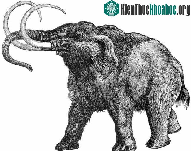 Bức vẽ một con voi mamút lông đen. (Ảnh: phòng thí nghiệm Stephan Schuster, Penn State)