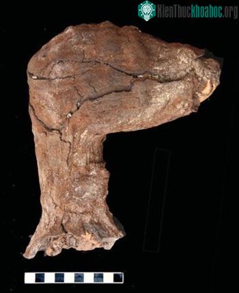 Phần đầu và cổ xác ướp chó trưởng thành bên trong hầm mộ. (Ảnh: Live science)