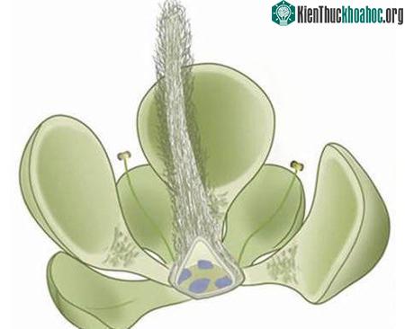Mô phỏng cây hoa Euanthus panii. (Ảnh: SCMP)
