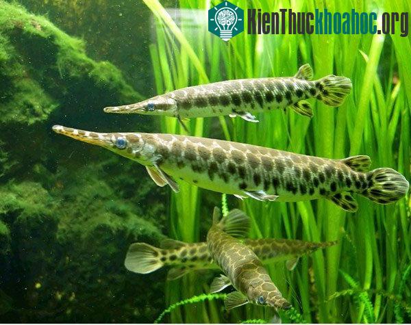 Bằng chứng cho thấy con người tiến hóa từ cá