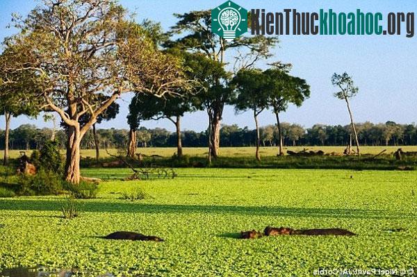 Sự thay đổi khí hậu tại Thung lũng Great Rift tương quan trực tiếp tới những thay đổi trong tiến hóa của con người tại đây. (Nguồn: Corbis)
