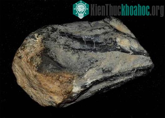 Hóa thạch tìm thấy trong Công viên Bang Berlin-Ichthyosaur ở Nevada được coi là một phần mỏ của loài mực cổ khổng lồ. (Ảnh:&nbsp;fearnet.com)