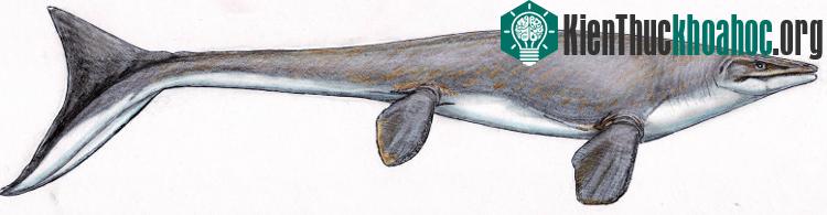 Loài mosasaurs. (Ảnh: Dmitry Bogdanov).